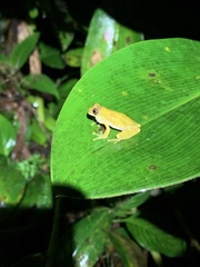 Dendropsophus bokermanni