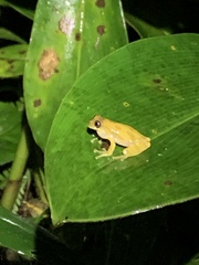 Dendropsophus bokermanni