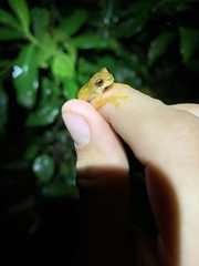 Dendropsophus bokermanni