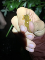 Dendropsophus bokermanni