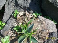 Agave salmiana