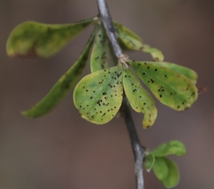 Puccinia rapipes