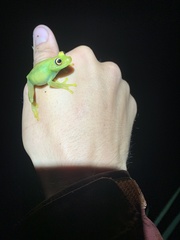 Boana cinerascens