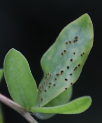 Puccinia rapipes