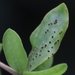 Puccinia rapipes - Photo (c) Tony Rebelo, some rights reserved (CC BY-SA), uploaded by Tony Rebelo