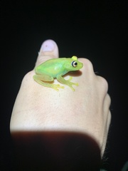 Boana cinerascens