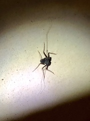 Paraphrynus carolynae