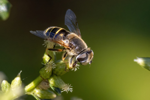 Unknown species found near Harlow, Eugene, OR, USA
