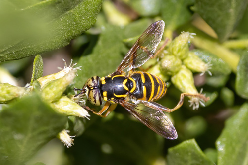 Unknown species found near Harlow, Eugene, OR, USA
