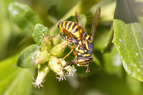 Unknown species found near Harlow, Eugene, OR, USA
