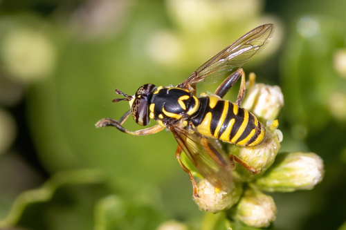 Unknown species found near Harlow, Eugene, OR, USA