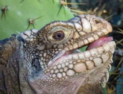 Iguana delicatissima