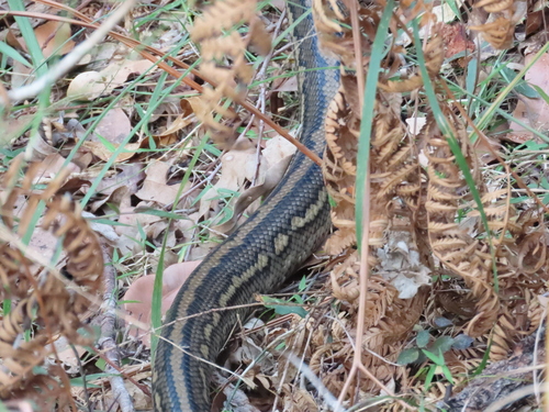 Coastal Carpet Python sighting