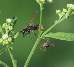 Pachodynerus guadulpensis