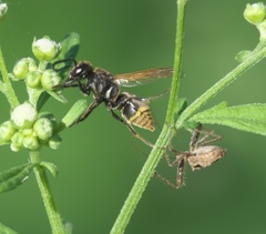 Pachodynerus guadulpensis