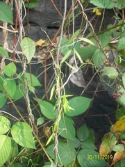 Metastelma angustifolium