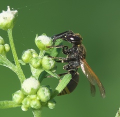 Pachodynerus guadulpensis