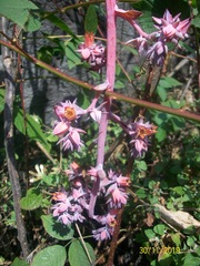Echeveria gibbiflora