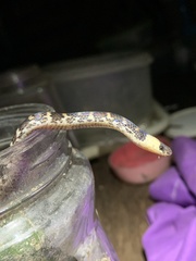 Atractus touzeti