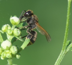 Pachodynerus guadulpensis