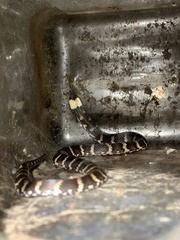 Atractus touzeti