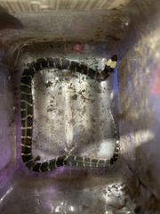 Atractus touzeti
