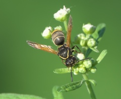 Pachodynerus guadulpensis