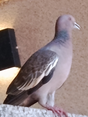 Picazuro Pigeon