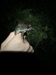 Leptodactylus wagneri