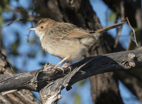 Rattling Cisticola