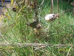 Callophrys xami xami