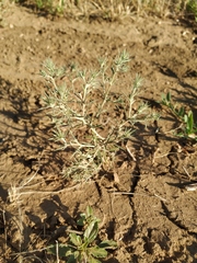 Ceratocarpus arenarius