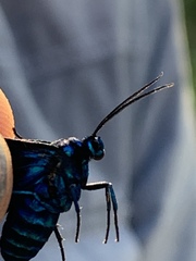 Cyanopepla arrogans