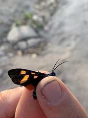 Cyanopepla arrogans