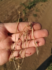 Eremopyrum orientale