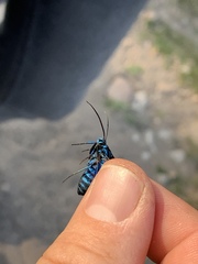 Cyanopepla arrogans