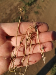 Eremopyrum orientale