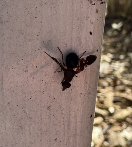Unknown species found near Hardick Dr, Sarnia, ON, CA