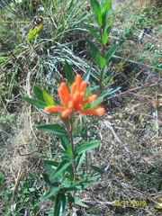 Bouvardia ternifolia