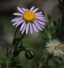 Felicia erigeroides