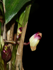 Acanthophippium bicolor