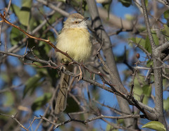 Prinia flavicans