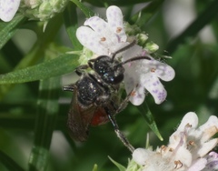 Sphecodes heraclei heraclei