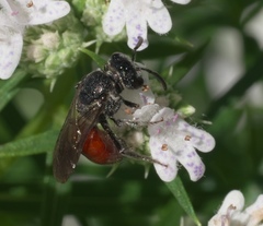 Sphecodes heraclei heraclei