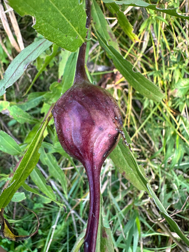 Unknown species found near Wheeler Rd, Madison, WI, US