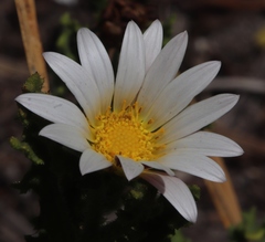 Arctotis aspera aspera