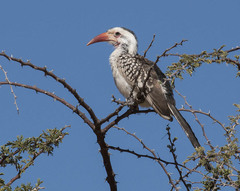 Tockus damarensis