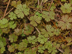 Hydrocotyle moschata parvifolia