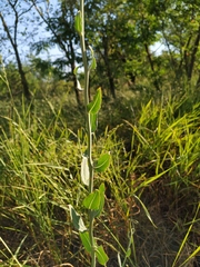 Chondrilla latifolia