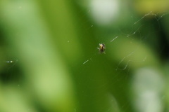 Zygiellinae